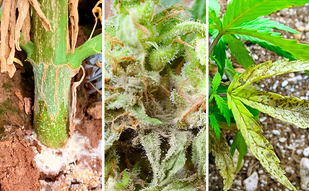 Чем грозит дефицит кальция конопли