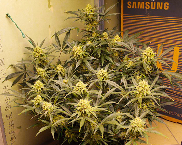 Куст конопли с крупными соцветиями