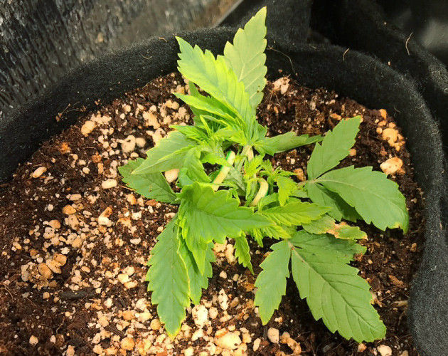 LST на стадии вегетации