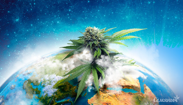 Урожайные сорта конопли на День Земли