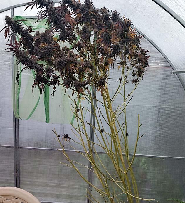 Обрезка каннабиса для улучшения внешнего вида и качества