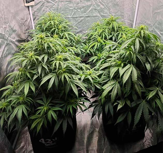 Куст Z-Up Auto от FastBuds на 4 неделе