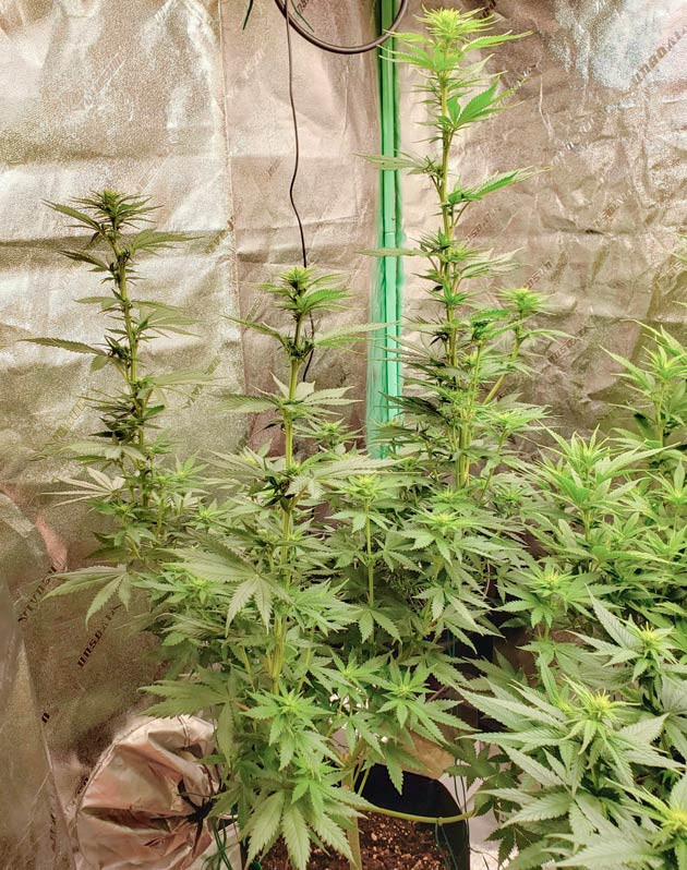 Куст Bruce Banner #3 ростом 94 см