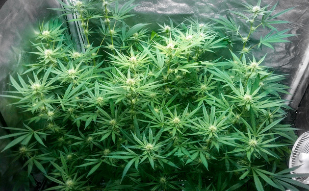 Начало цветения Eleven Roses