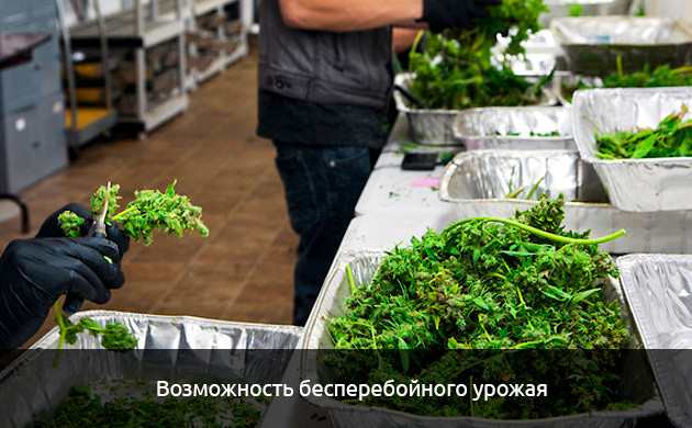 Бесперебойный урожай автоцветов Возможность выращивать разные авто сорта одновременно