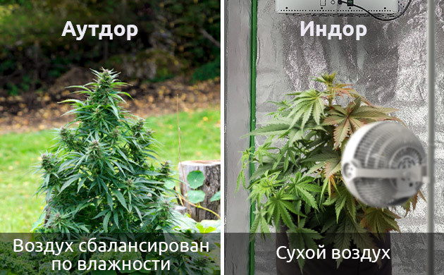 Почему ветер обжигает листья конопли