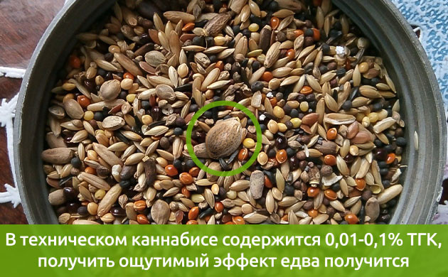 Кормовые семена каннабиса Внешний вид семян технической конопли
