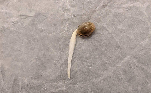 Проращивание семян и высадка в стаканчики Росток Critical Kush Auto