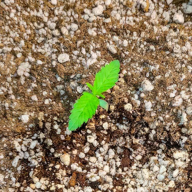 Росток White Wedding RBX от Ethos Genetics на 2 неделе