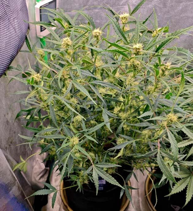 Обильное формирование соцветий у марихуаны Каннабис ростом 77 см