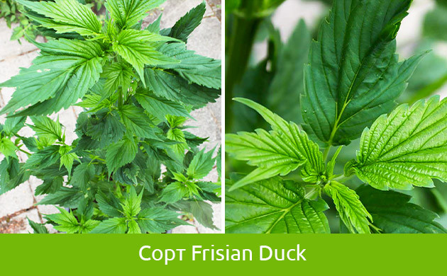 Специально выведенная конопля с другими листьями