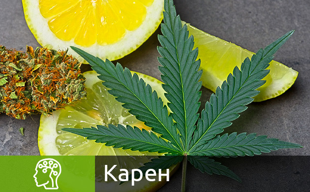 Терпен карен