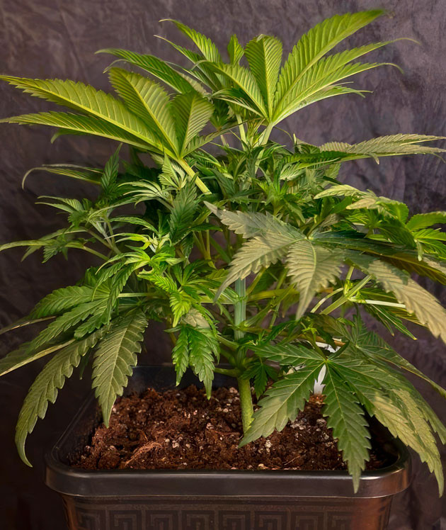 Конопля на 5 неделе роста