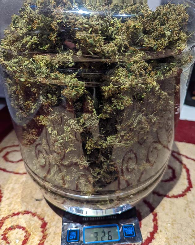 326 грамм сухих соцветий на весах