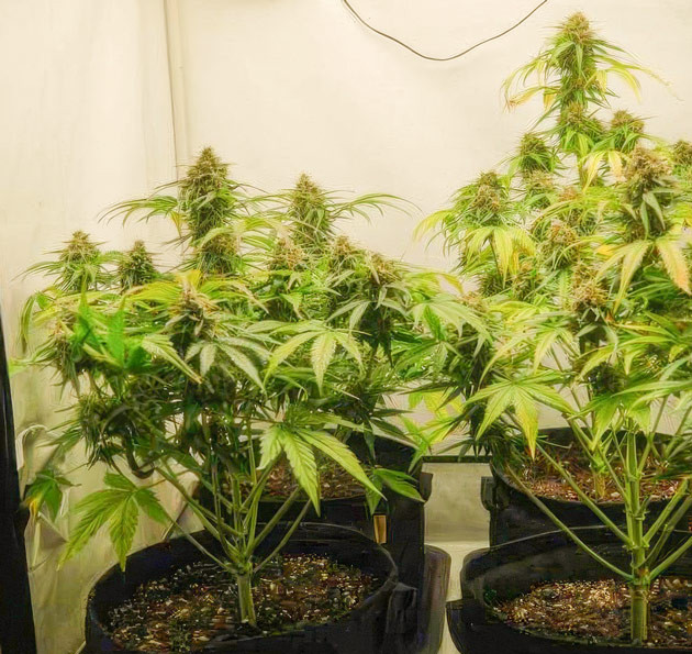 Кусты Apollo F1 Auto на 11 неделе выращивания