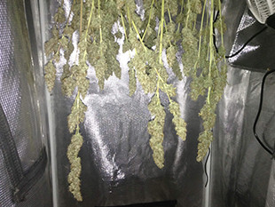 Сушка веток марихуаны после харвеста Сушка марихуаны в гроубоксе