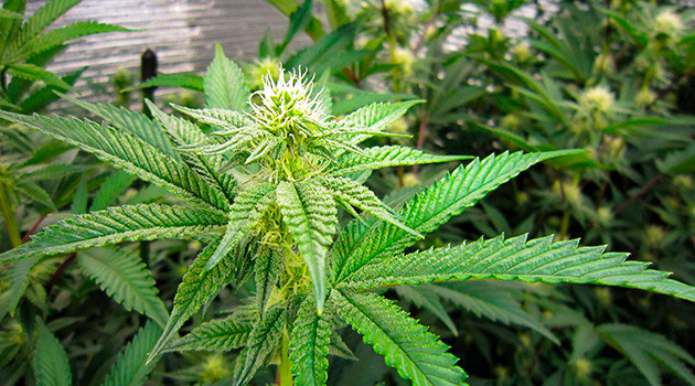 Куст марихуаны DDoS #33 Перевод на цветение растения DDoS #33