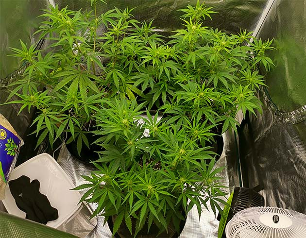 5 неделя выращивания