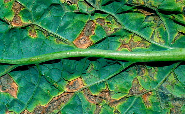 Лист пораженный плесенью