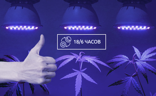 Световой режим 18/6