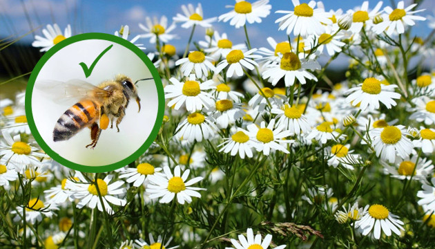 Ромашка привлекает пчел и отпугивает комаров