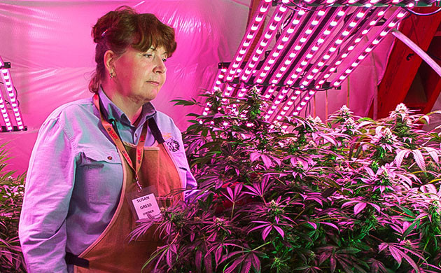 Белые соцветия каннабиса