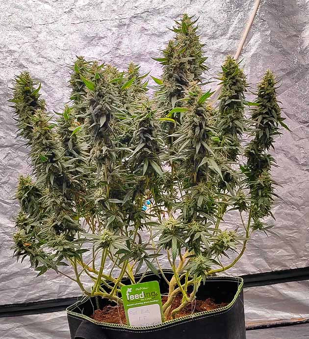 Куст Gorilla Cookies FF от FastBuds на 17 неделе