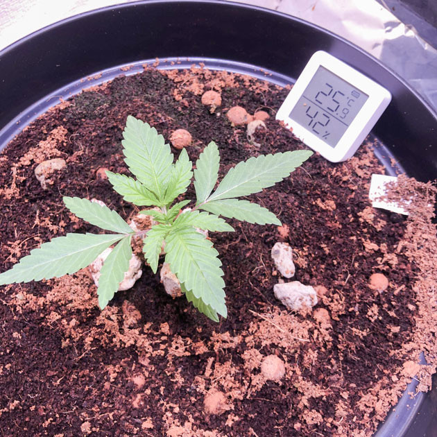 Уход за ростком: условия для Blueberry Headband