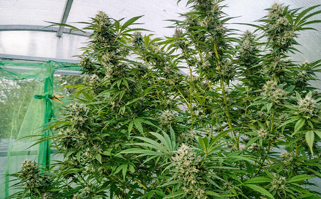 Конопля на 23 неделе роста