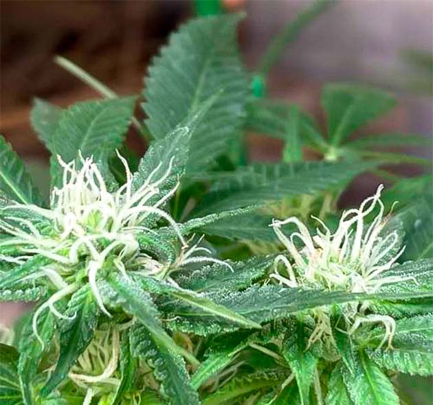 Конопля ростом 33 см