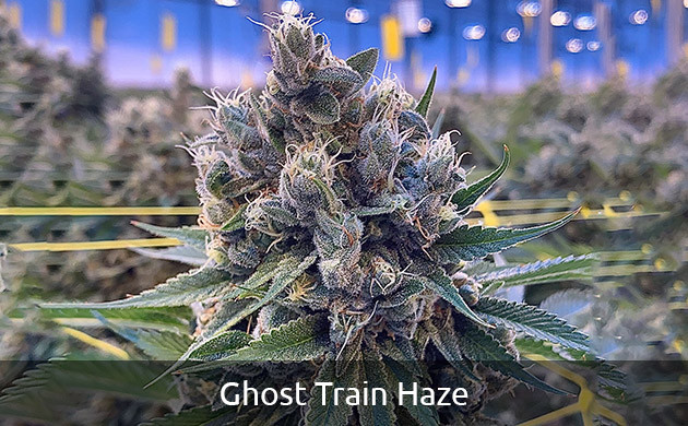 Сорт Ghost Train Haze самая мощная сатива Ghost Train Haze
