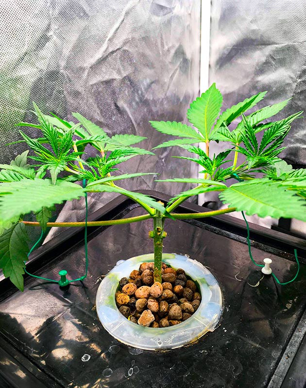 Необходимость тренировок и формирование освещения