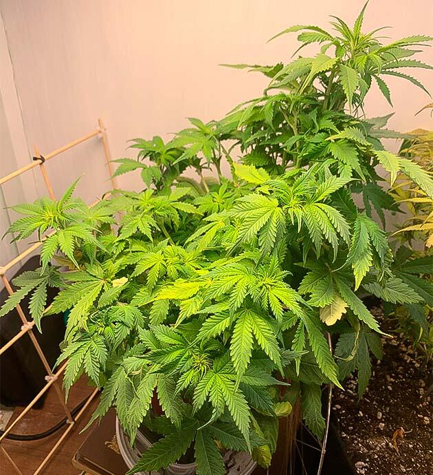 Конопля на 6 неделе выращивания