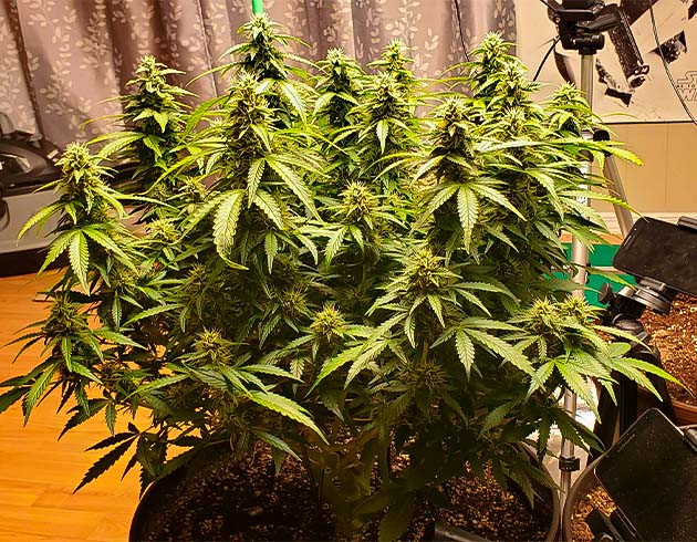 Цветущий куст конопли