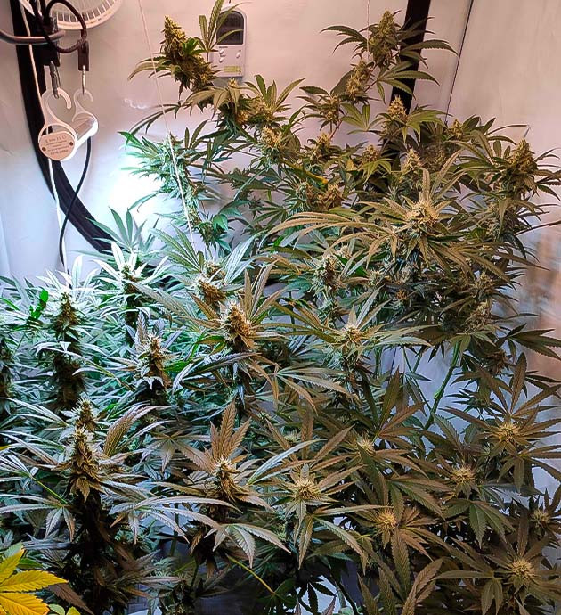 Аромат каннабиса усилился на 11 неделе роста Куст конопли после дефолиации