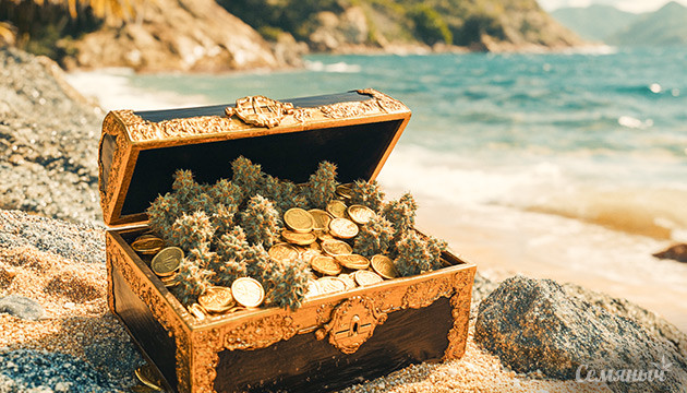 Золотой ландрейс: история успеха Colombian Gold