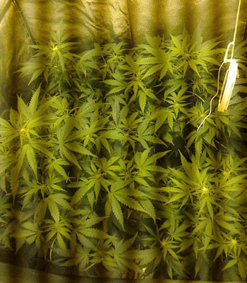 Формирование соцветий Black Jack Auto Цветущие кусты Black Jack Auto