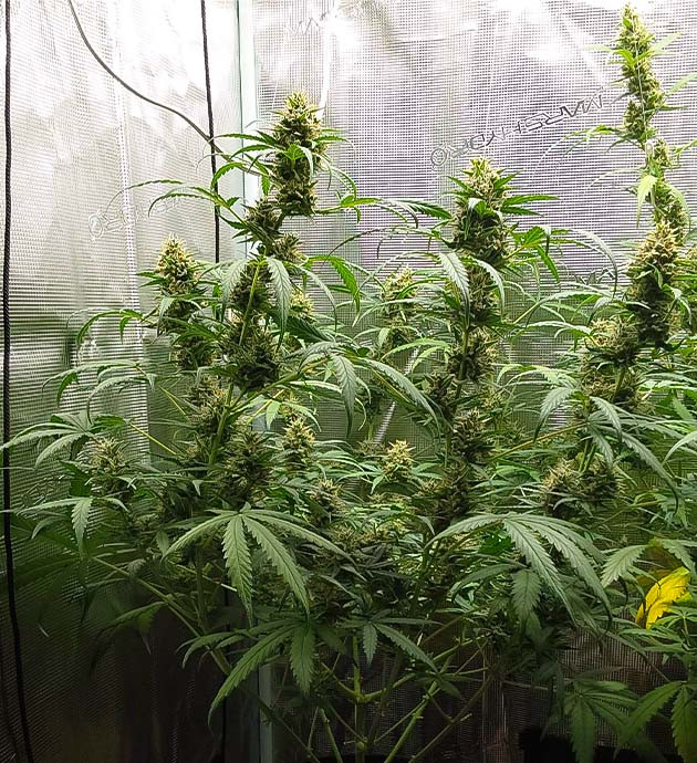 Гроурепорт Mimosa Cake Auto