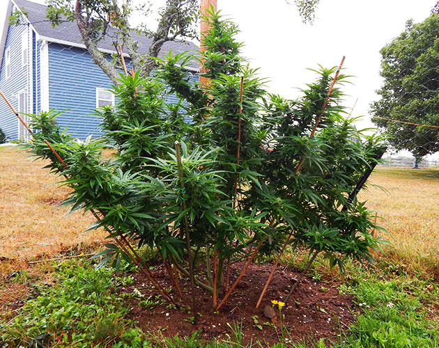 Растение конопли в пасмурную погоду