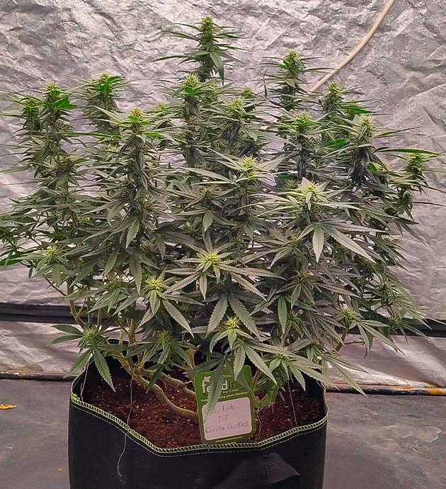 Куст Gorilla Cookies FF на стадии цветения