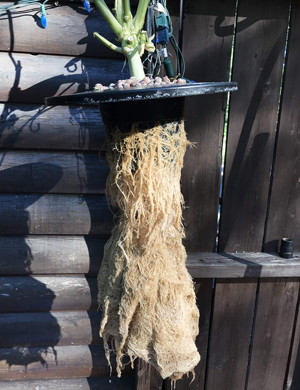 Густой корень после гидропоники