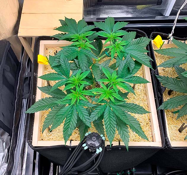 Куст Gorilla Glue #4 на 6-7 неделе выращивания