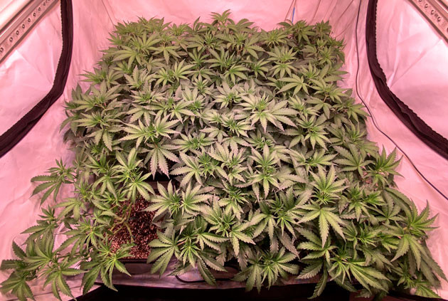 Переход на стадию цветения