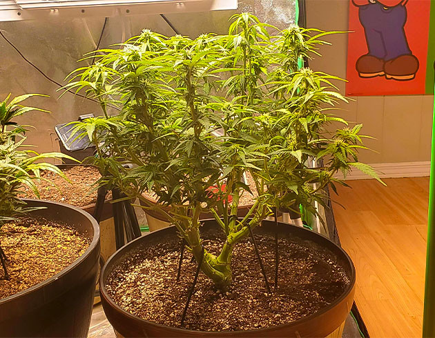 Куст высотой 40 см