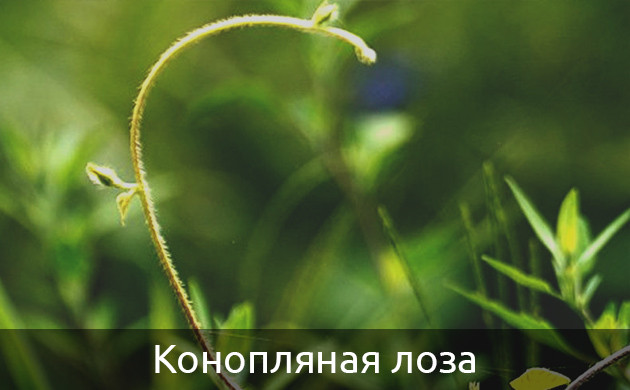 Вьющаяся конопля