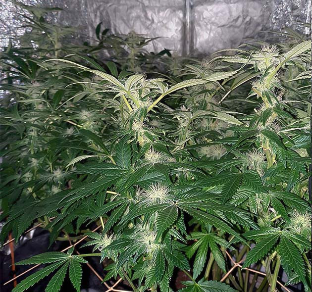 Стимуляция цветения куста Jack 47