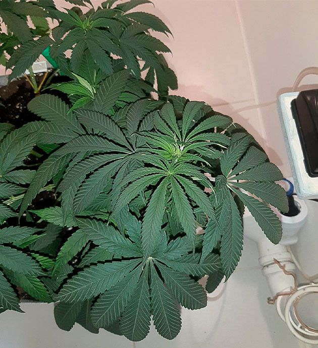 Glue Sherbet: Ускорение развития