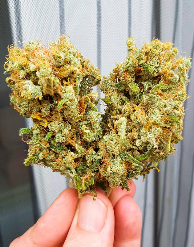 Итоги выращивания конопли Shiskaberry