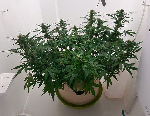 Полив с B-52 Bruce Banner Auto