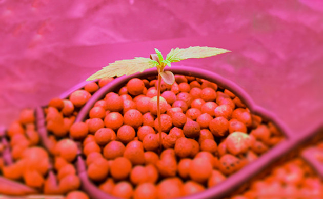 Росток конопли высотой 5 см